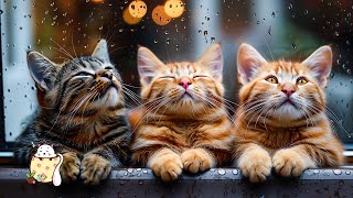 LIVE 24/7 Serenity for Whiskers: Calming CAT MUSIC and Kittens for Peaceful Sleep