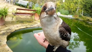 Casual Chaos and Cuteness #6 - Adorable kookaburras and currawong calls