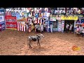 alanganallur jallikattu 2025 pongal celebration madurai jallikattu sun news