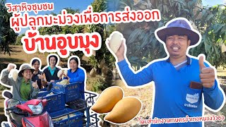 เกษตรอุดรออนทัวร์ EP.200 วิสาหกิจชุมชนผู้ปลูกมะม่วงเพื่อการส่งออกบ้านอูบมุง จังหวัดอุดรธานี