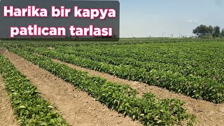 Harika bir patlıcan ve kapya biber tarlası