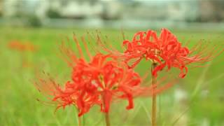 京都亀岡　彼岸花の里  Cluster-amaryllis in Kyoto Kameoka.