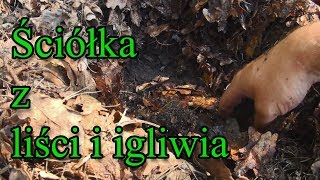 Ogrodowe pierdamony 4 - ściółka z liści i igliwia