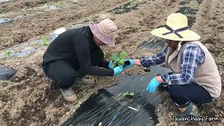 How to grow perfec round eggplants แม่ลูกปลูกมะเขือเปราะ พันธุ์ราชบุรี ครั้งแรกที่ปลูก ในญี่ปุ่น