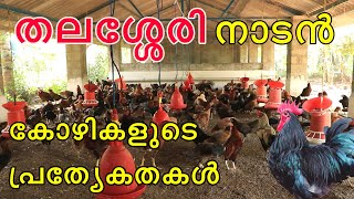 നാടൻ തലശ്ശേരി കോഴി വളർത്തൽ ലാഭകരം | Nadan thalassery kozhi Valarthal Malayalam | Nadan Kozhi