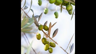 Our Olives,  From Branch to Bottle