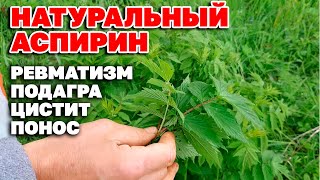 ЧТО ЛЕЧИТ ТАВОЛГА В ЖИВОТНОВОДСТВЕ СБОР ПОЛЬЗА НАСТОЙКА ЛЕЧЕБНАЯ@natureMarusya