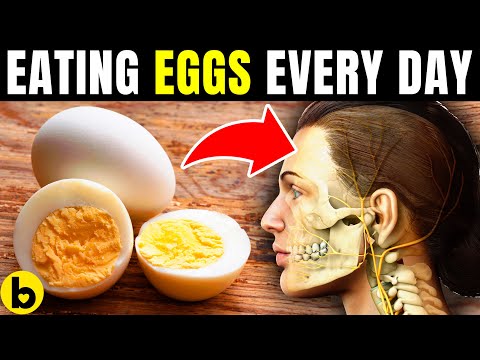 What is the function of egg in the body?