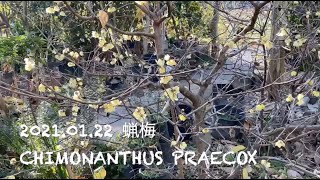 2022.01.11 \u0026 01.22 蝋梅 Chimonanthus praecox