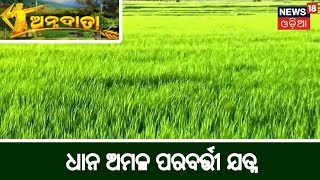 ଧାନ ଅମଳ ଓ ଅମଳ ପରବର୍ତ୍ତୀ ଯତ୍ନ | ANNADATA | 20 DEC 2018 | NEWS18 ODIA