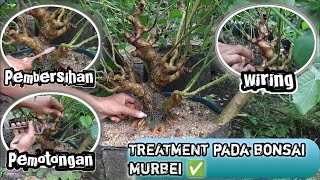 Treatment pada bonsai murbei 👆_#1