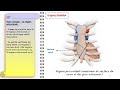 anatomie fmpm la configuartion externe du coeur