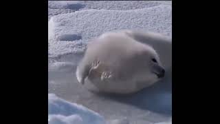 Cute White Baby Seal