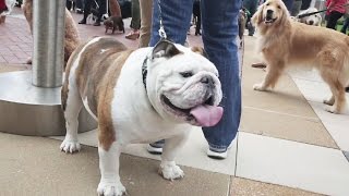 Purina Set a World Record for Most Pets at Work!