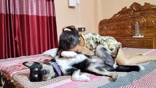 My Dog ​​Shinchan Is Asks Me To Rub His Belly First Kiss him And Then Rub His Belly He Is Very Happy