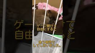 《柴犬リクくん》トイレが1週間で完璧にできるようになった😭リクは天才か‼️（笑）#子犬 #柴犬 #しつけ #トイレ #豆柴