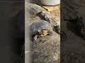 目をつぶるカメ🐢 blind turtle