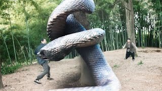 In order to pick the snake's skin, the man set up a mechanism to lure out the giant snake!