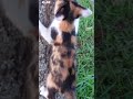 木登り子猫！！どこまで登る！？kitten climbing a tree！ shorts youtubeショート