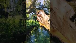 split tree on the banks #river #nature #tree #relax