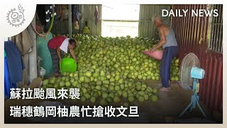 蘇拉颱風來襲 瑞穗鶴岡柚農忙搶收文旦｜每日熱點新聞｜原住民族電視台