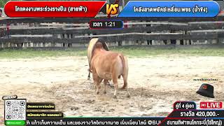 #วัวชน | โคลังสาดพยัคฆ์เหลี่ยมเพชร (น้ำขิง) VS โคแดงงามพระร่วงรางปืน (สายฟ้า)