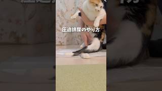 猫の圧迫排尿やり方🐈⌇下半身不随の猫がオムツなしで過ごすコツ　#下半身麻痺猫 #ハンデキャップはチャームポイント #猫の介護