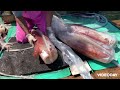 【漁師】ソデイカ解体からカメ 魚艙 入れまで