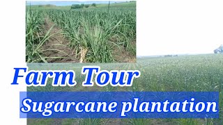 FARM TOUR @ SUGARCANE PLANTATION/ URC-CARSUMCO CORPORATE FARM