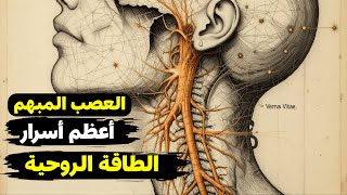العصب المبهم: الجسر الخفي بين الجسد والروح… وأسرار الشفاء العاطفي والروحي!