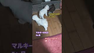 ［5ヶ月子犬］ミックス犬マルキーのモカ5ヶ月1.3キロ遊び時間  #ミックス犬 #マルキー #マルキーのモカ #マルポメ #マルポメのラテ #マルチーズ #マルチーズのポポ #成長記録  #多頭飼い