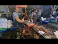 the lobster only needs 900 nt. at fish port market taiwan fish port daily