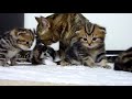 猫かわいいニャー子猫を話します