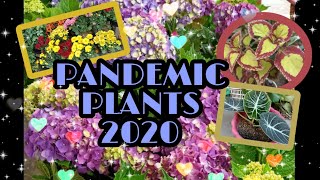 #Ka Watchiador.  PANDEMIC PLANTS 2020.