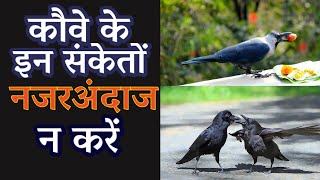 कौवे के इन संकेतों को नजरअंदाज न करें | कौए से जुड़े शकुन