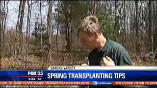 Spring Transplanting