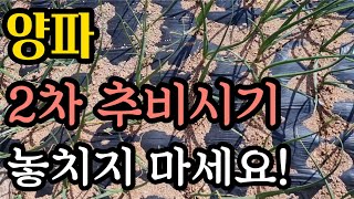 양파 2차 추비시 챙겨야할 일들(#양파웃거름주는시기,#양파병충해,#양파웃거름복합비료,#양파웃거름주기,#양파추비,#양파농사,#양파농사짓는방법,#양파키우기,#양파재배)