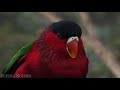 the most colorful birds in 4k beautiful birds sound in the forest scenic relaxation film