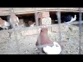 lal khal pigeon 2024 most beautiful khal pigeon khal kabootar fancy pigeons pigeon