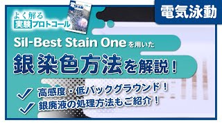 【よく解る実験プロトコール】Sil-Best Stain Oneを用いた銀染色