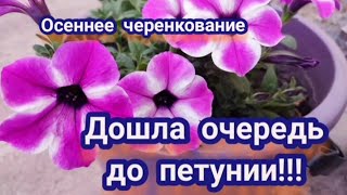 Петуния. Черенкую петунию. Почему именно сейчас и какой черенок лучше взять ☝️