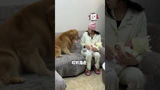 路虎娃兒不經逗 但愛我們是認真的#金毛路虎#dog #dogapparel #dogshorts #pets #love #goldenretriever #狗狗 #cute