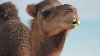 A Camel Saying, "Hey I like you..." Listen to her
