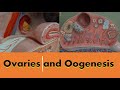 Ovaries and Oogenesis