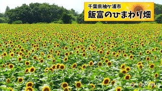 飯富のひまわり畑　広さ6,000坪に約25万本ものひまわりが見頃（千葉県袖ケ浦市）2023年7月22日