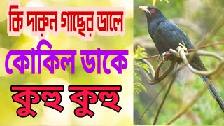 কি দারুন গাছের ডালে, ডাকছে কোকিল কুহু কুহু