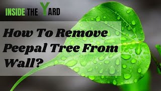 [Quick DIYs] How To Remove Peepal Tree from Wall- Inside The Yard