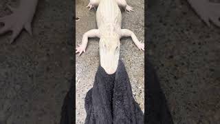 Tug Of War With Albino Alligator 🐊 👀