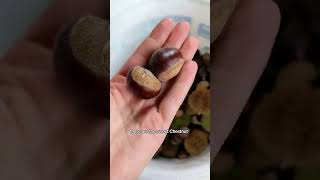 Horse Chestnuts VS Sweet Chestnuts #wildfoodforaging #wildmedicine #foraging