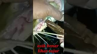 @ronitattonelayan1874  Asik Walau Gelapnya Malam